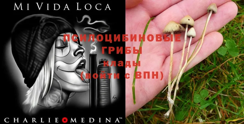 Галлюциногенные грибы Magic Shrooms  Кинель 