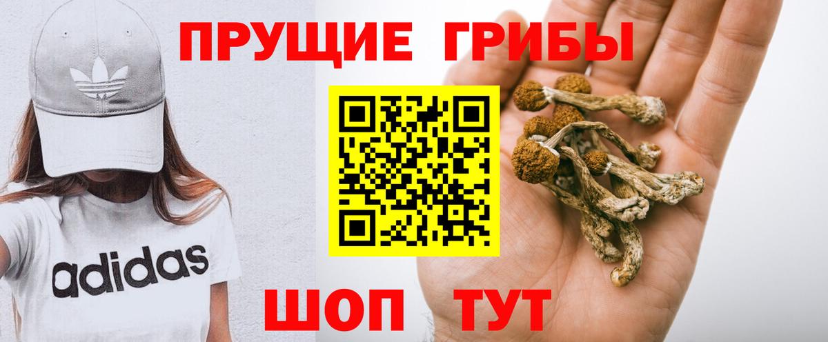 Псилоцибиновые грибы Cubensis Кинель